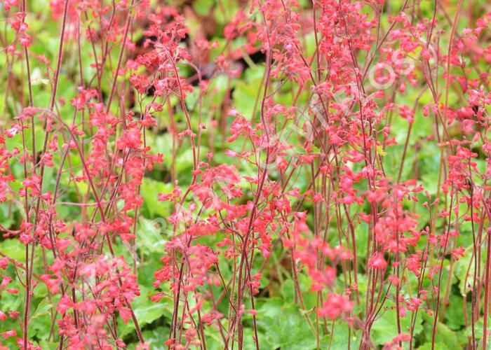 Dlužicha 'Coral Forest' - Heuchera sanguinea 'Coral Forest'