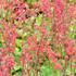 dluzicha-coral-forest.jpg