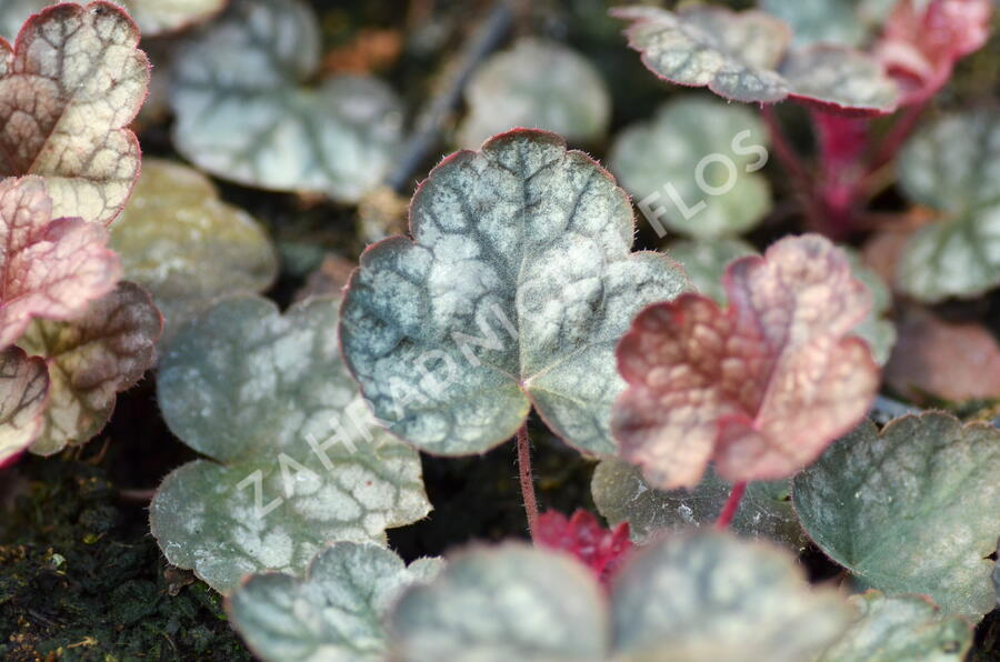 Dlužicha 'Prince of Silver' - Heuchera hybrida 'Prince of Silver'