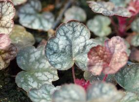 Dlužicha 'Prince of Silver' - Heuchera hybrida 'Prince of Silver'