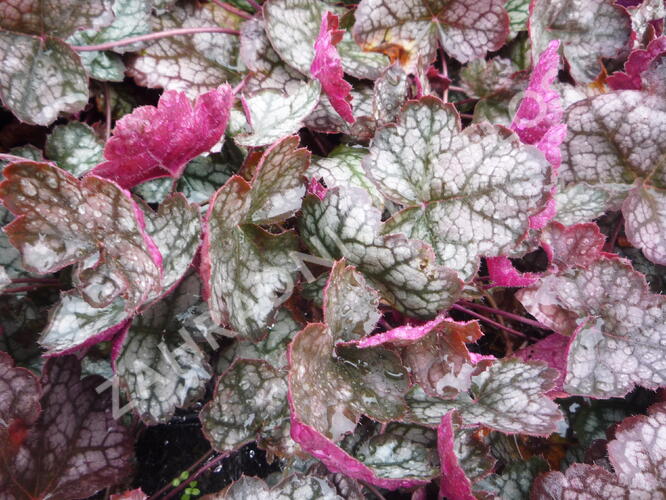 Dlužicha 'Prince of Silver' - Heuchera hybrida 'Prince of Silver'