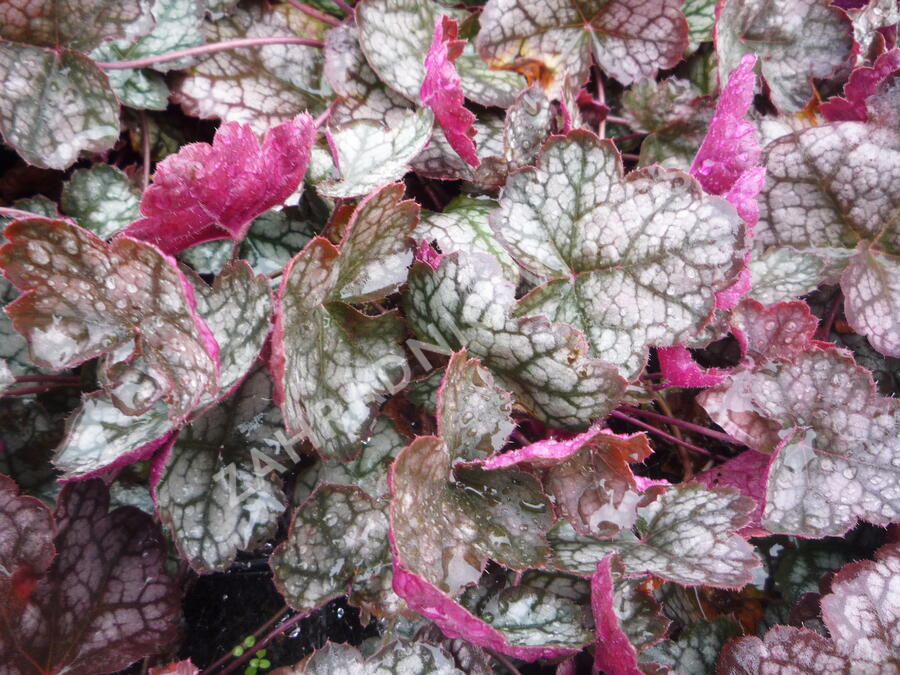 Dlužicha 'Prince of Silver' - Heuchera hybrida 'Prince of Silver'