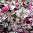 Dlužicha 'Prince of Silver' - Heuchera hybrida 'Prince of Silver'