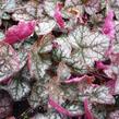 Dlužicha 'Prince of Silver' - Heuchera hybrida 'Prince of Silver'