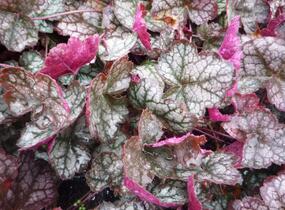 Dlužicha 'Prince of Silver' - Heuchera hybrida 'Prince of Silver'