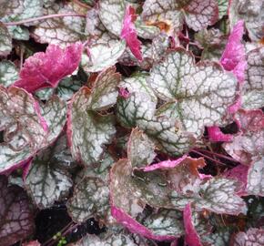 Dlužicha 'Prince of Silver' - Heuchera hybrida 'Prince of Silver'