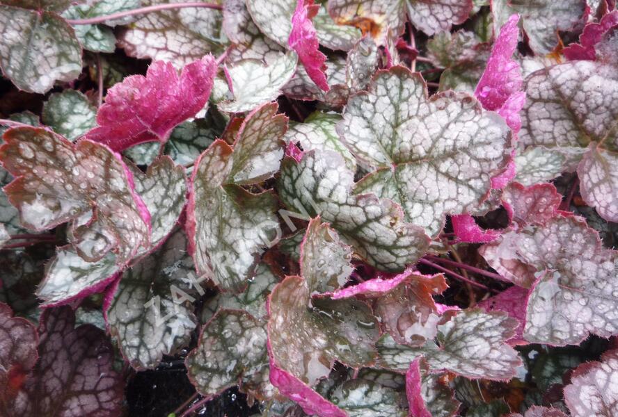 Dlužicha 'Prince of Silver' - Heuchera hybrida 'Prince of Silver'
