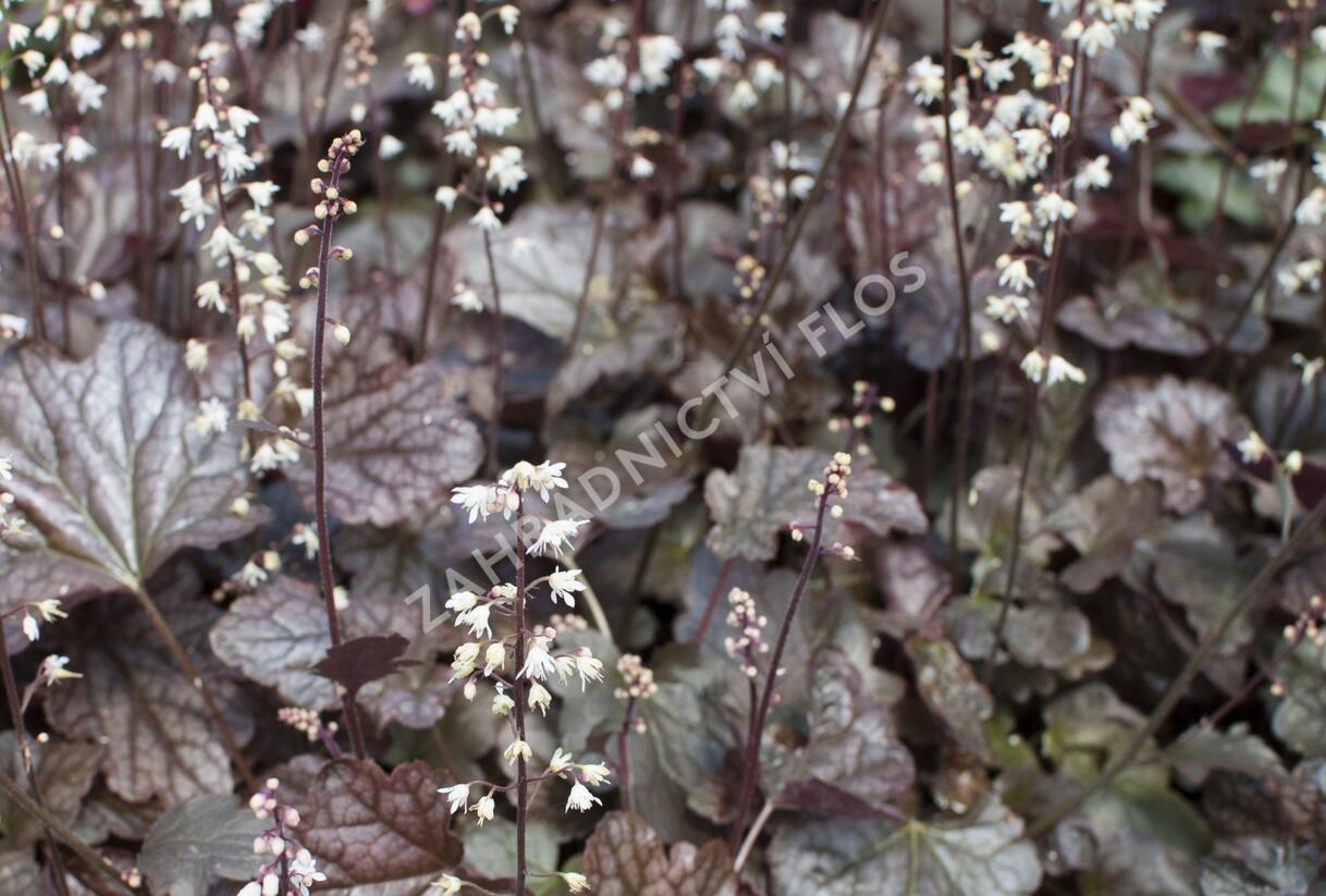 Dlužicha 'Prince of Silver' - Heuchera hybrida 'Prince of Silver'