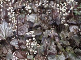 Dlužicha 'Prince of Silver' - Heuchera hybrida 'Prince of Silver'