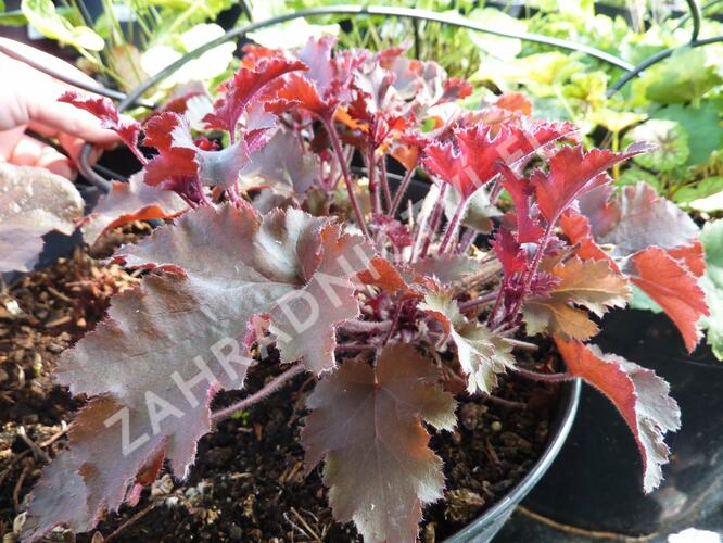 Dlužicha 'Melting Fire' - Heuchera americana 'Melting Fire'