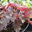 Dlužicha 'Melting Fire' - Heuchera americana 'Melting Fire'