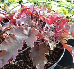 Dlužicha 'Melting Fire' - Heuchera americana 'Melting Fire'