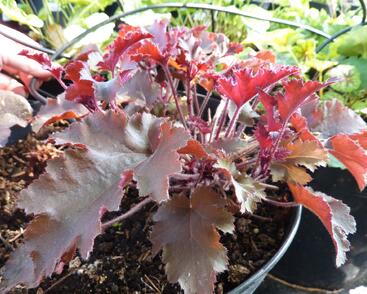 Dlužicha 'Melting Fire'