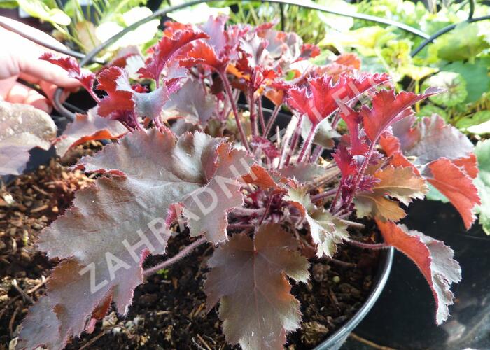 Dlužicha 'Melting Fire' - Heuchera americana 'Melting Fire'