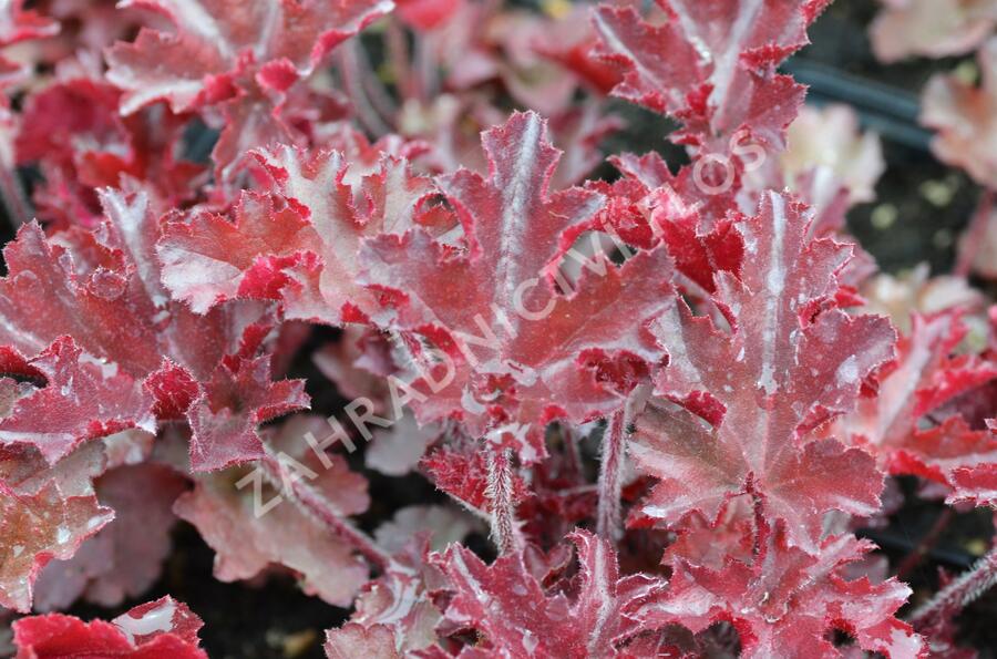 Dlužicha 'Melting Fire' - Heuchera americana 'Melting Fire'