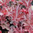 Dlužicha 'Melting Fire' - Heuchera americana 'Melting Fire'