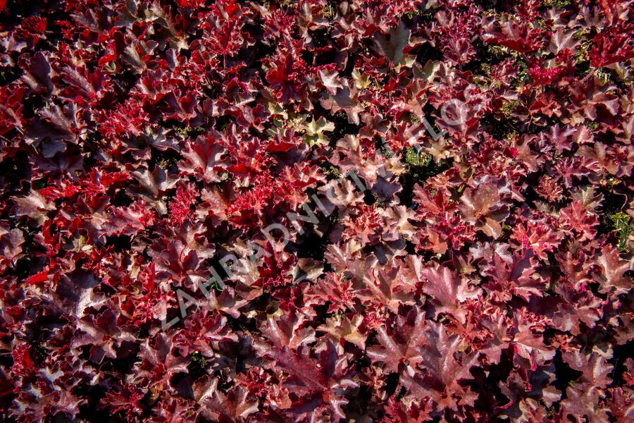 Dlužicha 'Melting Fire' - Heuchera americana 'Melting Fire'