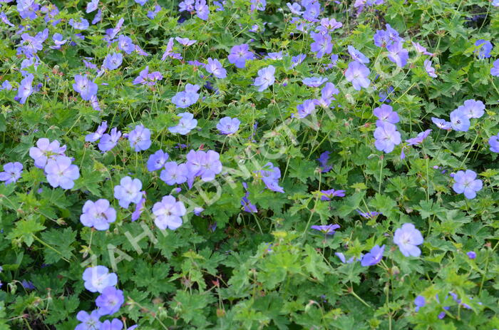 Kakost 'Rozanne' - Geranium 'Rozanne'