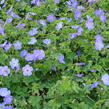 Kakost 'Rozanne' - Geranium 'Rozanne'