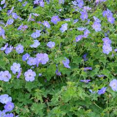 Kakost 'Rozanne' - Geranium 'Rozanne'