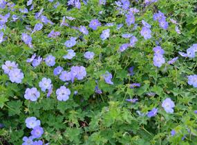 Kakost 'Rozanne' - Geranium 'Rozanne'