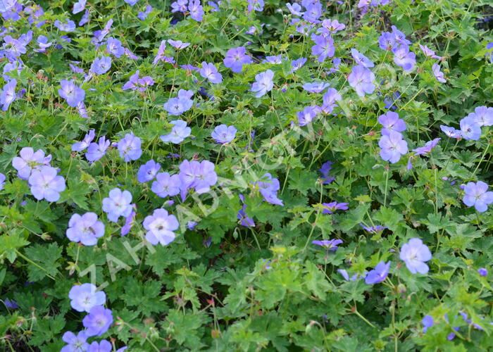 Kakost 'Rozanne' - Geranium 'Rozanne'