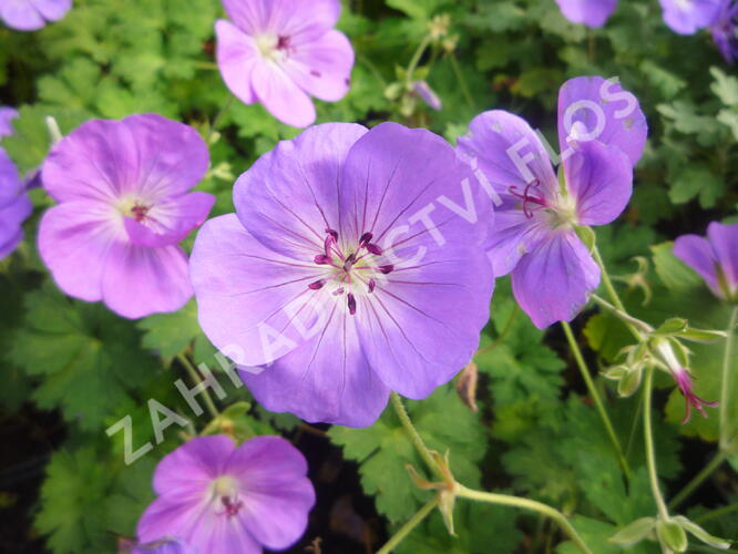 Kakost 'Rozanne' - Geranium 'Rozanne'