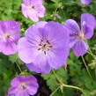 Kakost 'Rozanne' - Geranium 'Rozanne'