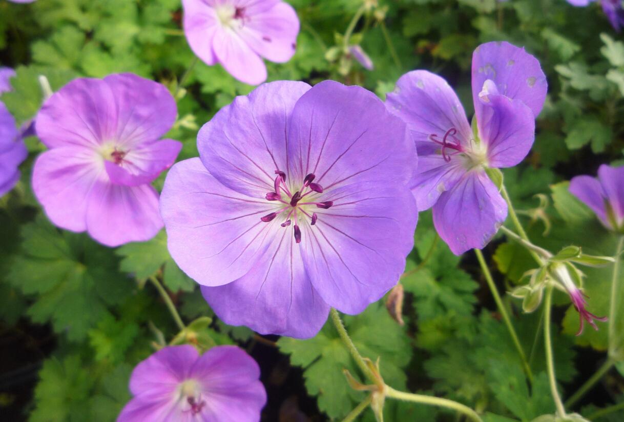 Kakost 'Rozanne' - Geranium 'Rozanne'