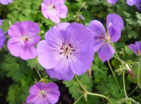 Kakost 'Rozanne' - Geranium 'Rozanne'