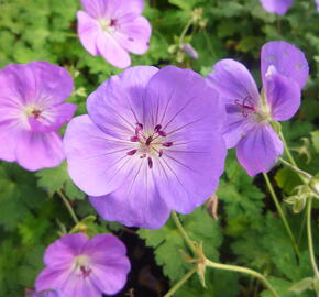 Kakost 'Rozanne' - Geranium 'Rozanne'