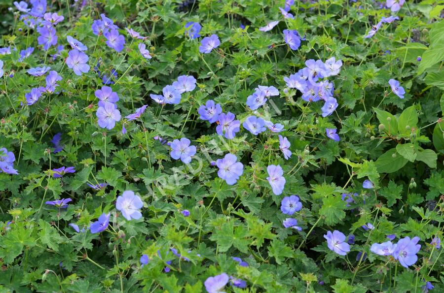 Kakost 'Rozanne' - Geranium 'Rozanne'