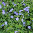 Kakost 'Rozanne' - Geranium 'Rozanne'