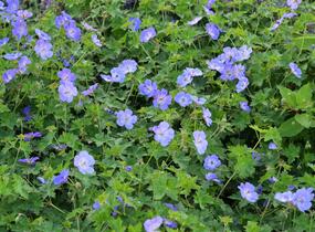 Kakost 'Rozanne' - Geranium 'Rozanne'