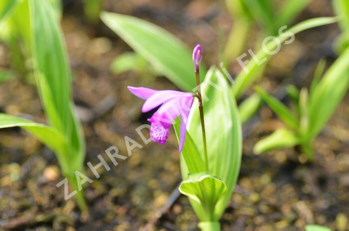 Orchidej vzpřímená - Bletilla striata