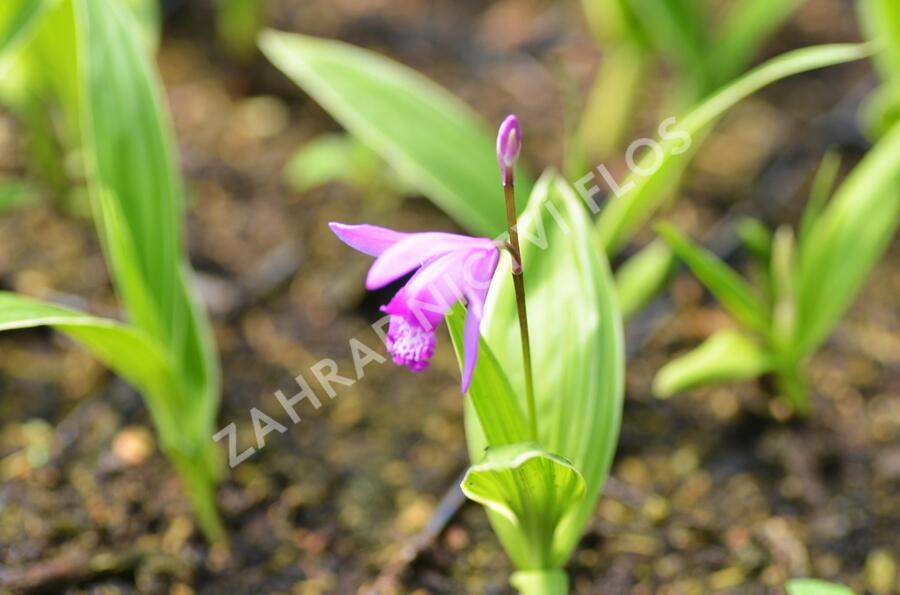 Orchidej vzpřímená - Bletilla striata