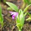 Orchidej vzpřímená - Bletilla striata