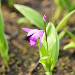Orchidej vzpřímená - Bletilla striata