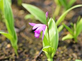 Orchidej vzpřímená - Bletilla striata