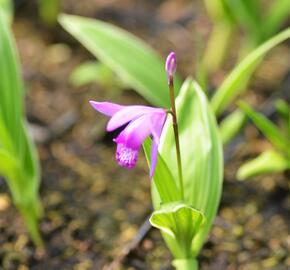 Orchidej vzpřímená - Bletilla striata