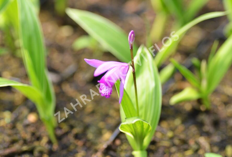 Orchidej vzpřímená - Bletilla striata