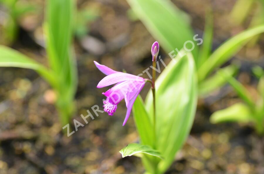 Orchidej vzpřímená - Bletilla striata