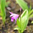 Orchidej vzpřímená - Bletilla striata