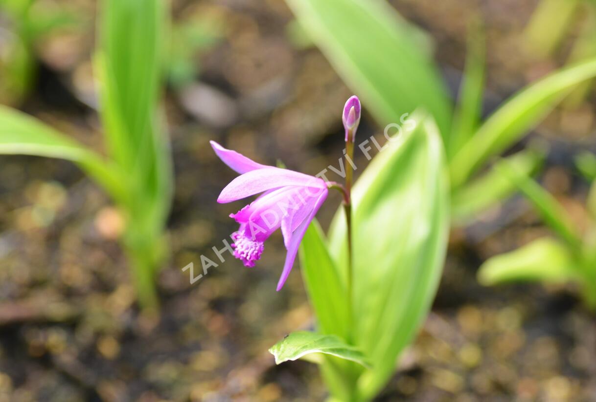 Orchidej vzpřímená - Bletilla striata