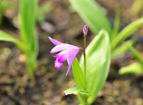 Orchidej vzpřímená - Bletilla striata