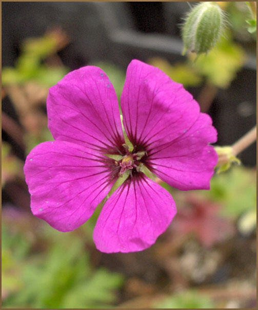 Kakost sivý 'Giuseppii' - Geranium cinereum 'Giuseppii'