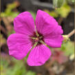 Kakost sivý 'Giuseppii' - Geranium cinereum 'Giuseppii'