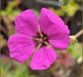 Kakost sivý 'Giuseppii' - Geranium cinereum 'Giuseppii'