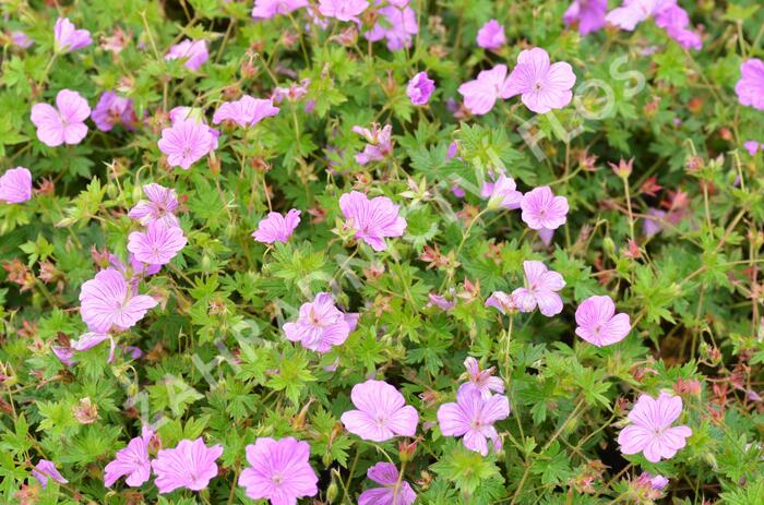 Kakost 'Blushing Turtle' - Geranium 'Blushing Turtle'