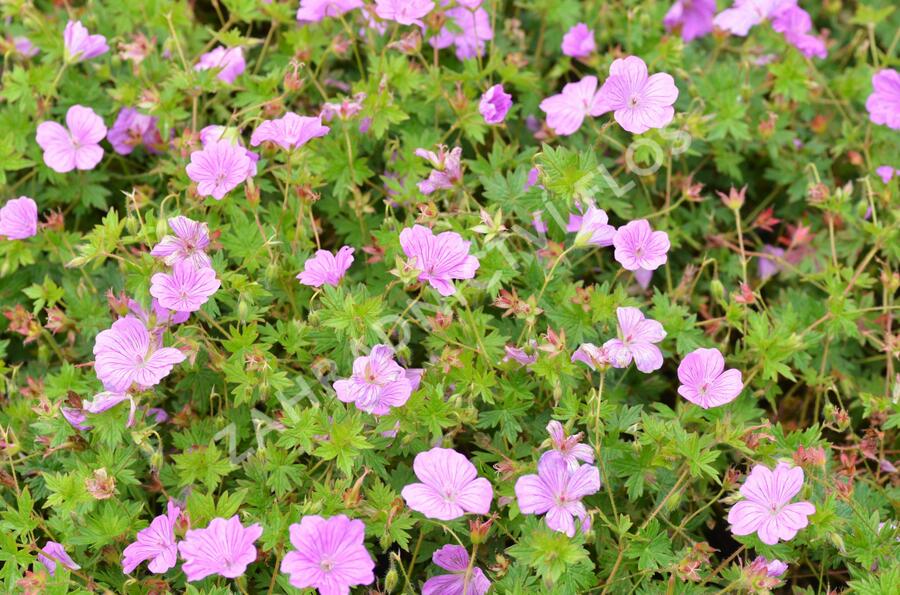 Kakost 'Blushing Turtle' - Geranium 'Blushing Turtle'